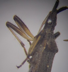 Dicranocephalus setulosus