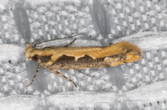 Ornativalva erubescens