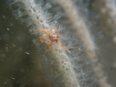 Ophiotrichidae