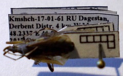 Dicranocephalus setulosus