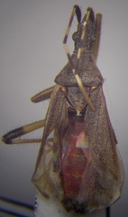 Dicranocephalus setulosus