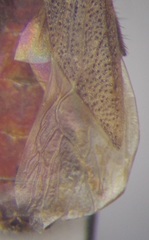 Dicranocephalus setulosus