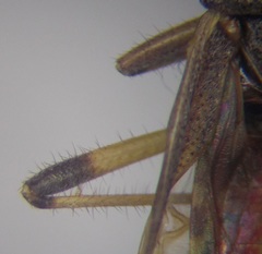 Dicranocephalus setulosus