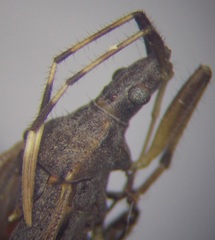 Dicranocephalus setulosus