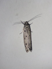 Ethmia heptasema