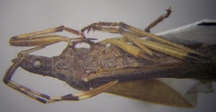 Dicranocephalus setulosus