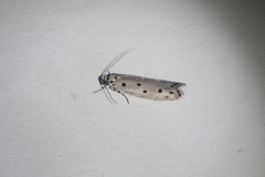 Ethmia heptasema