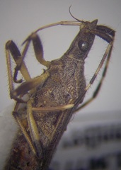 Dicranocephalus setulosus