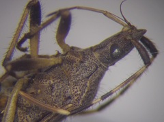 Dicranocephalus setulosus