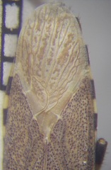 Dicranocephalus setulosus