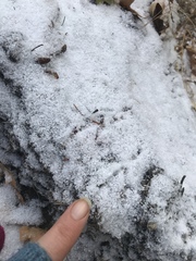 Aphelocoma californica