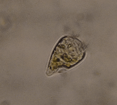 Strobilidium