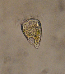 Strobilidium
