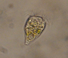 Strobilidium