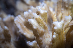 Pectinia paeonia