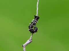 Colobura dirce dirce