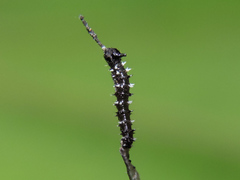 Colobura dirce dirce