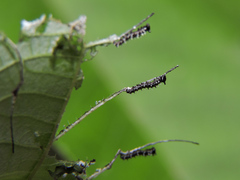 Colobura dirce dirce