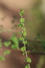 Ribes divaricatum