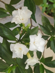 Tabernaemontana divaricata