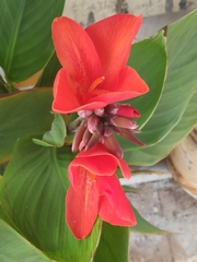 Canna × generalis