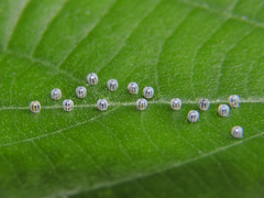 Colobura dirce dirce