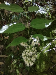 Ageratina areolaris