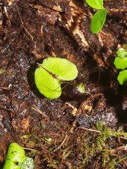 Corybas trilobus