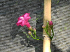 Ipomoea horsfalliae