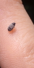 Trogoderma