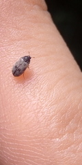 Trogoderma