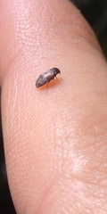 Trogoderma