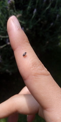 Trogoderma