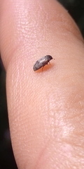 Trogoderma