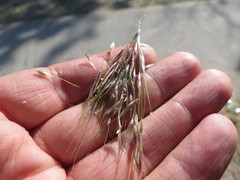 Stipa ambigua