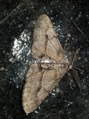 Stenoporpia pulmonaria