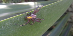 Neoscona oaxacensis