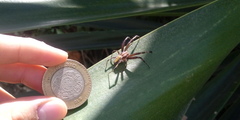 Neoscona oaxacensis