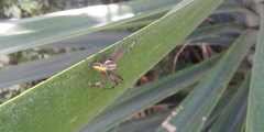 Neoscona oaxacensis