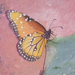 Danaus gilippus