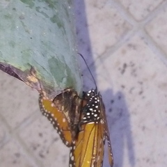Danaus gilippus