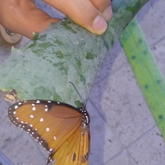 Danaus gilippus