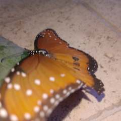 Danaus gilippus