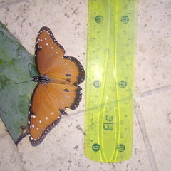 Danaus gilippus