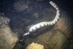 Hydrophis major