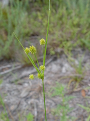Cyperus nashii