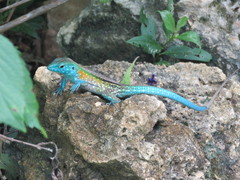 Cnemidophorus lemniscatus