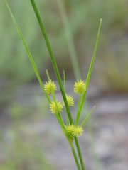 Cyperus nashii