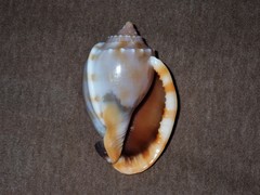 Phalium bandatum