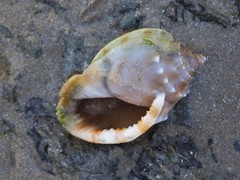 Phalium bandatum